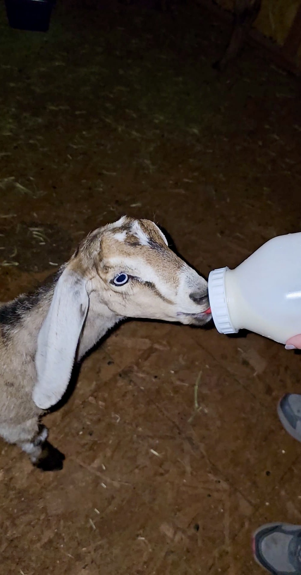 Bottle Baby Goat drinking Baby Bottle