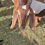 Front of Pascal, brown mini-nubian wether goat in Lake Elsinore California
