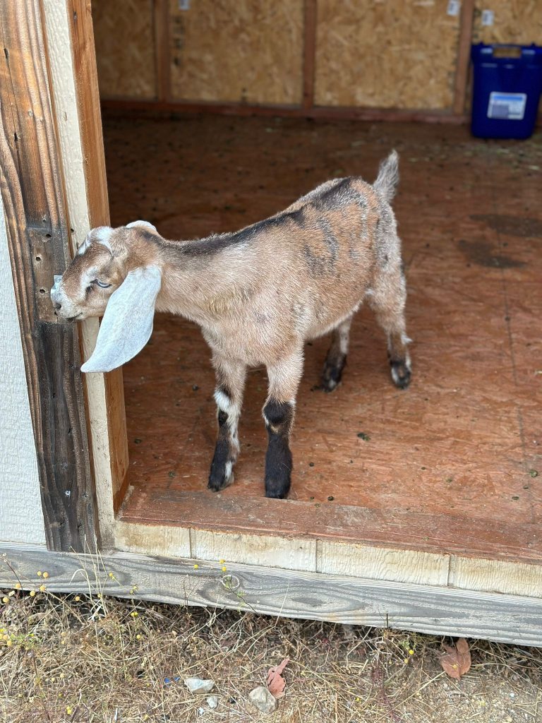 Proximo as a kid goat, smelling the wood of his enclosure