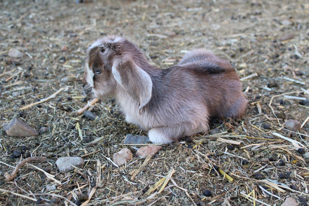 Gray Mini Nubian Newborn Kid laying down resting