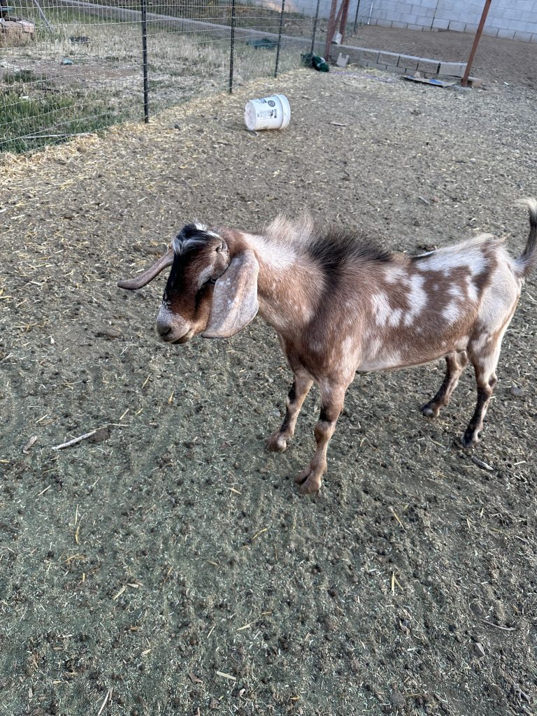 Picture of buck goat with moon spots standing to the side
