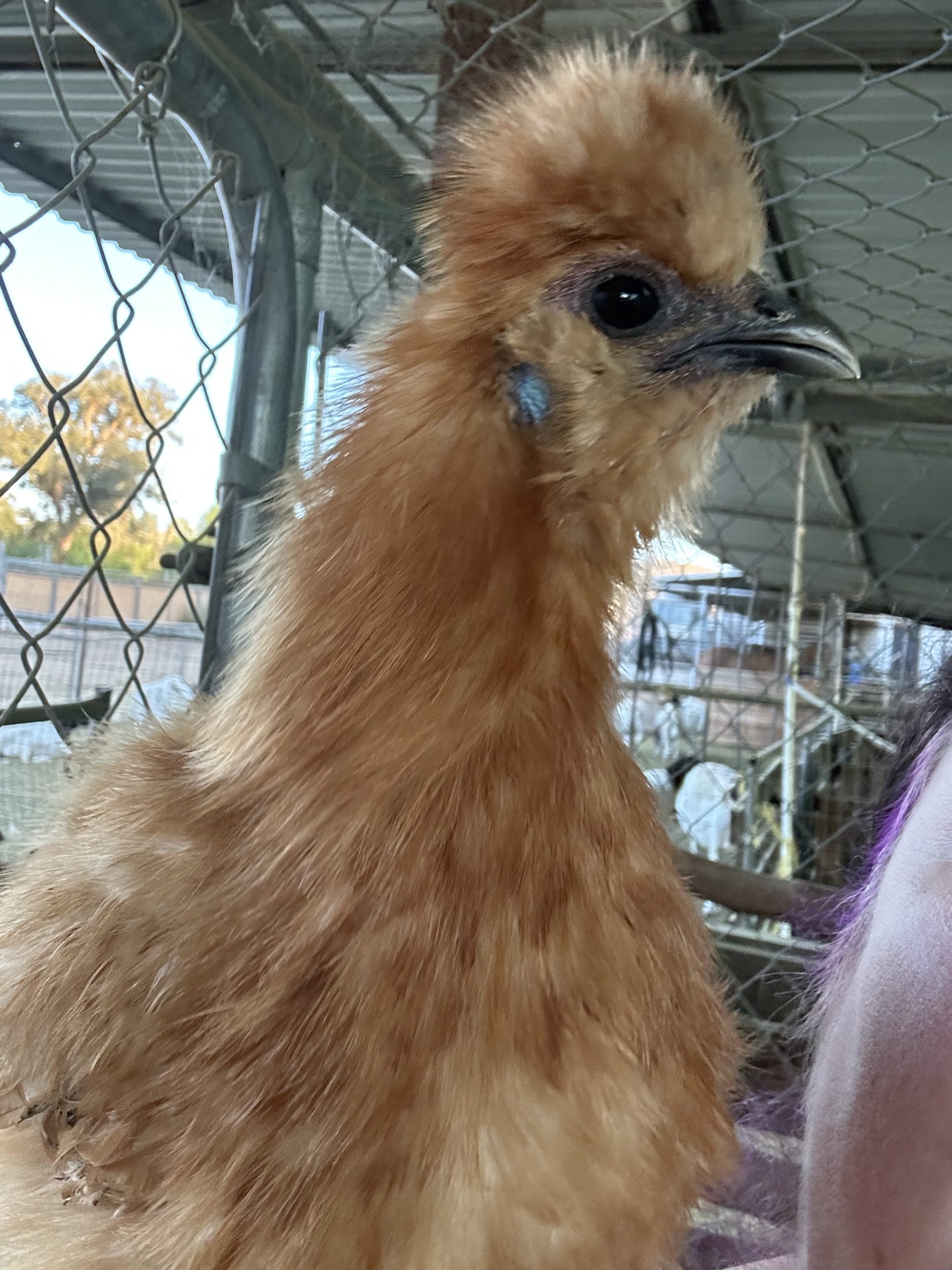 Cinnamon the Curious Silkie Escapes! A Feathered Adventure at Rainbow Road Farm