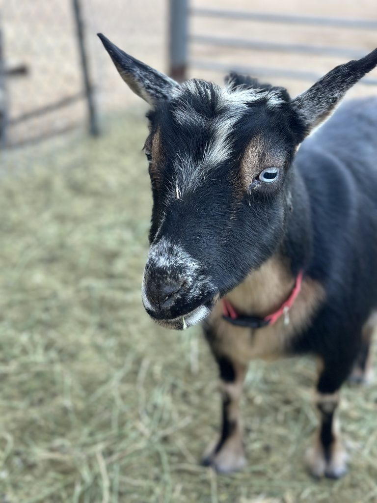 Black and white pgymy goat with pink collar