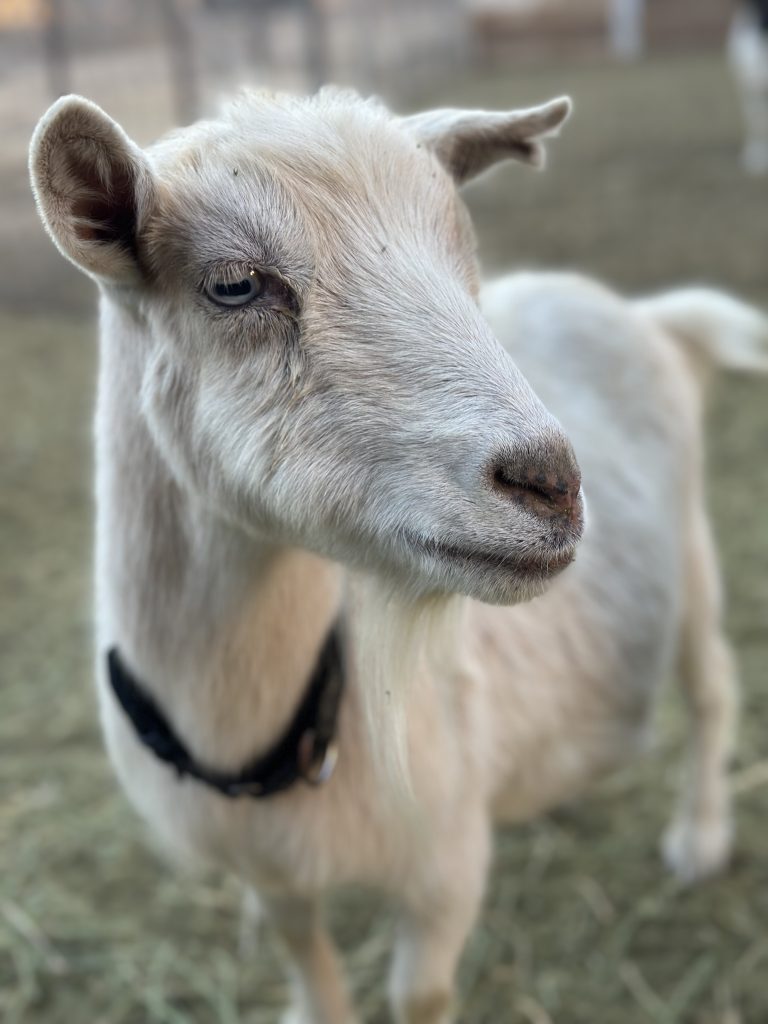 White Pgymy goat with black collar