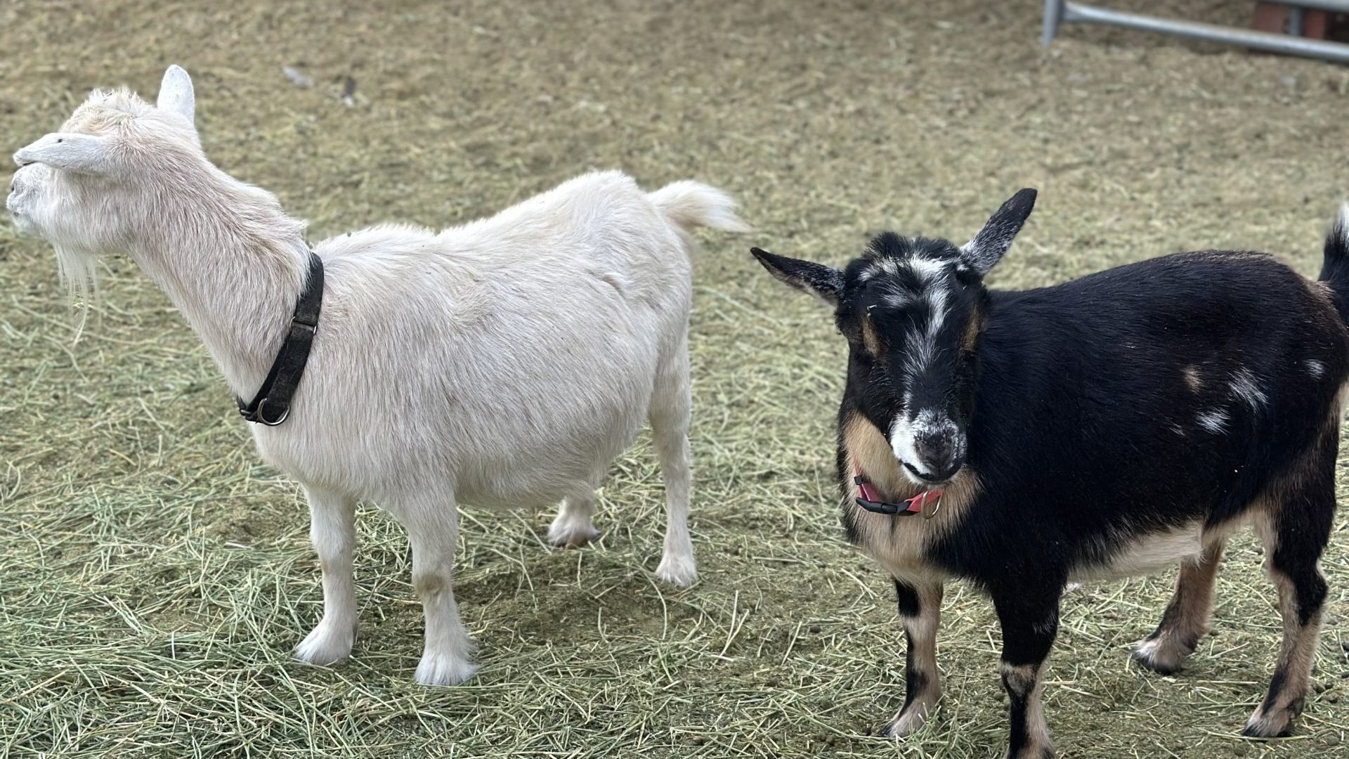 Cupid and Cutestyr: The New Pygmy Goats at Rainbow Road Farm