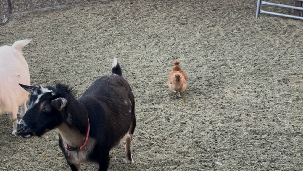 Silkie Chicken with goats in corral