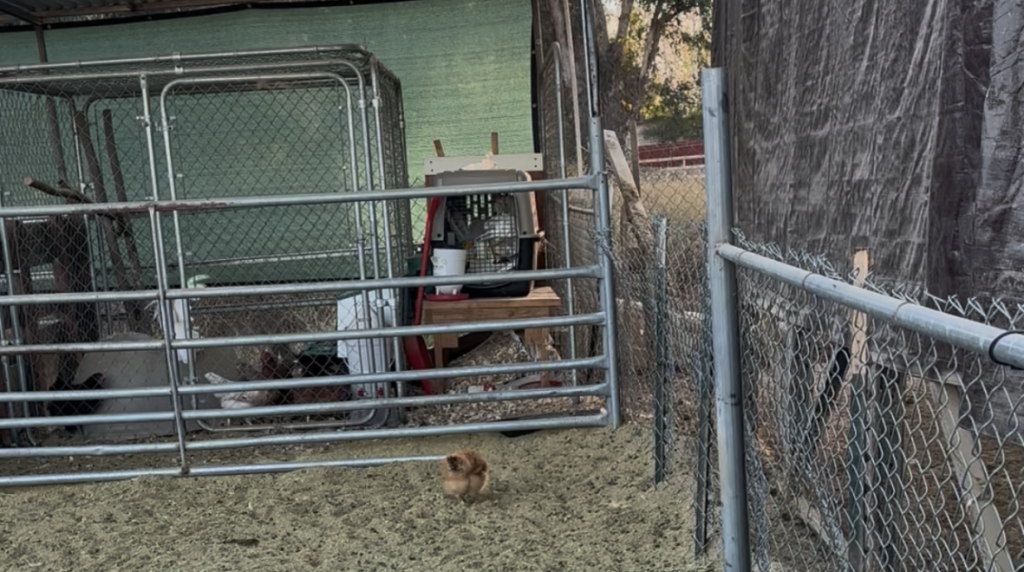 Silkie Chicken getting closer to the aviary after escaping into the goat yard