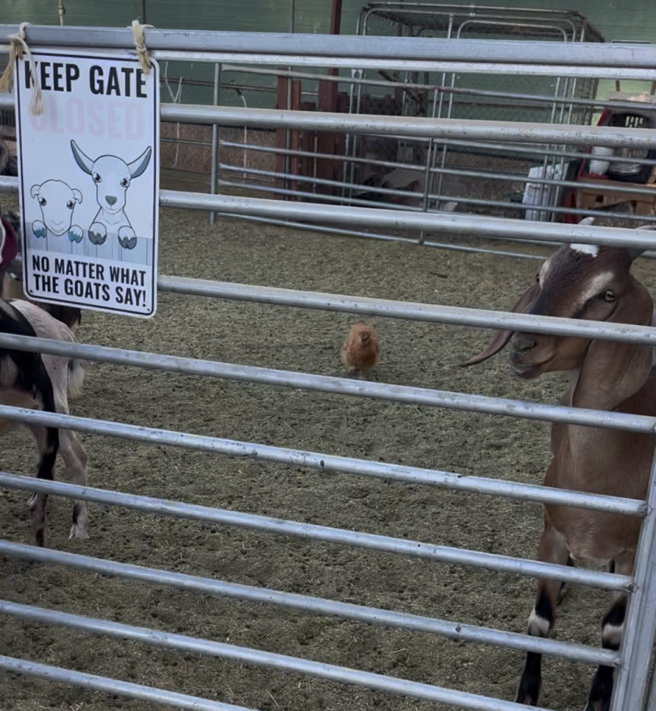 Silkie Chicken in the corral yard with goats and a sign that says keep the gate closed no matter what the goats say