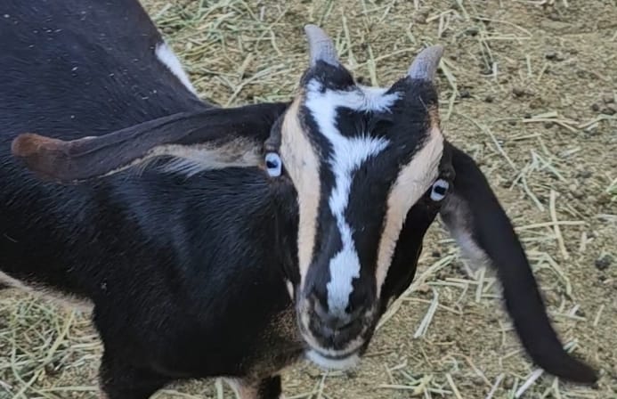 black, white, and tan mini nubian goat kid with horns and blue eyes