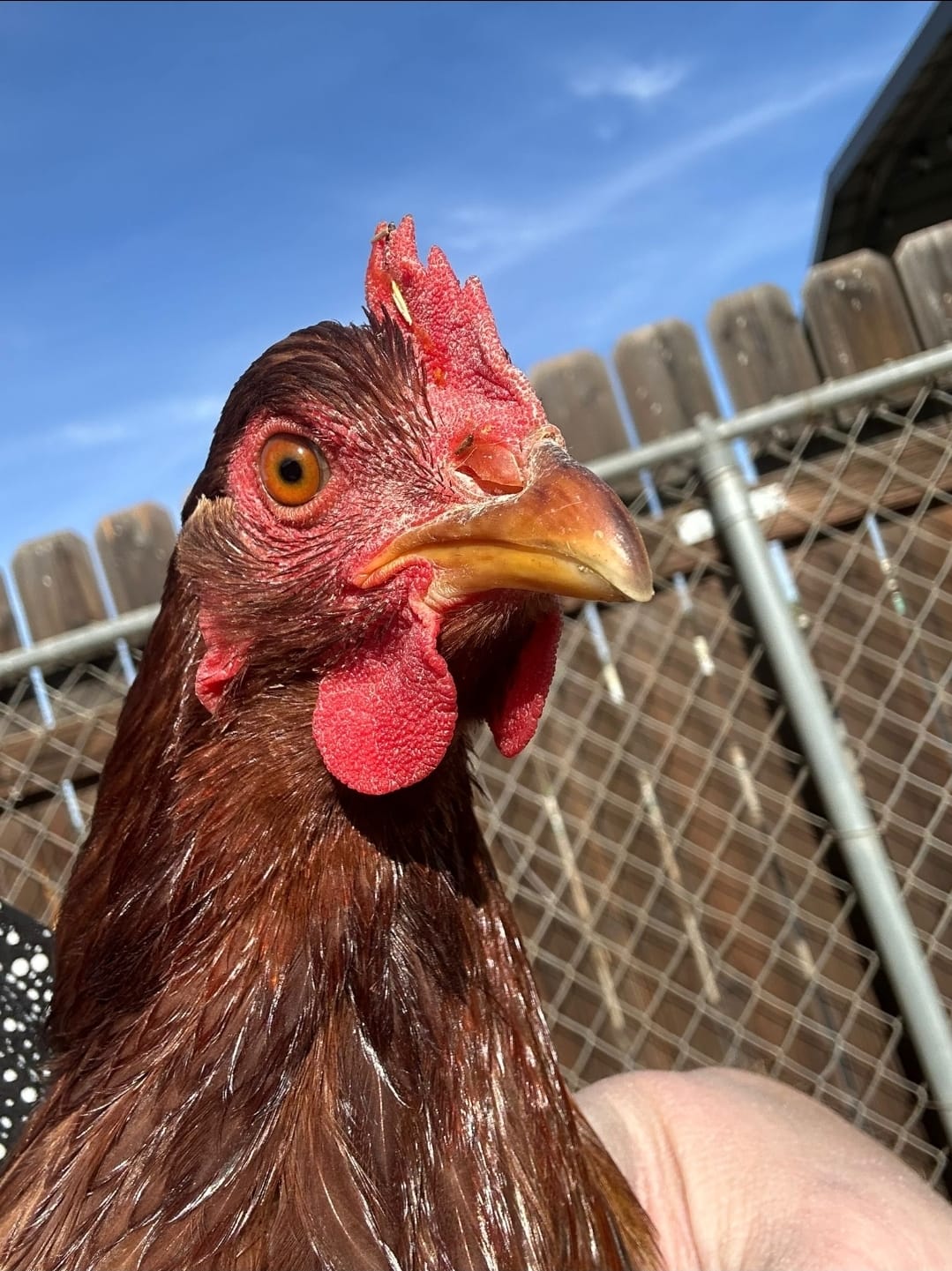 Pollyanna Golden Sex Link Hen