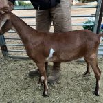 Side of Pascal, brown mini-nubian wether goat in Lake Elsinore California