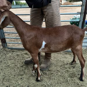 Side of Pascal, brown mini-nubian wether goat in Lake Elsinore California